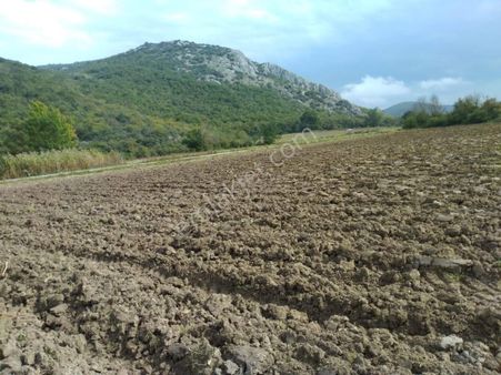 Satılık Tarla – Bursa / Yenişehir / Burcun