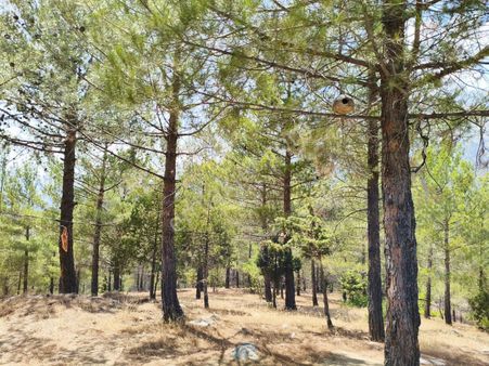 Pozantı Kar Emlaktan Alpu Yaylasında 440 M2 Arsa