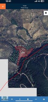 Deniz Manzaralı Zeytinlik