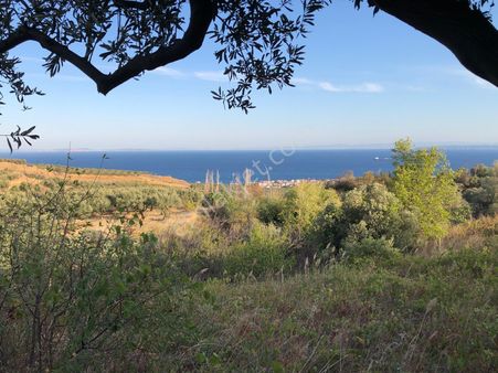 Şarköyde Işık Emlaktan Mürefte Mah De 1380 M2 Zeytinlik