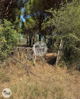 Pinus Gayrimenkul'den//kozak Yaylası'nda Asfalt Cepheli Çamlık