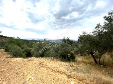 Yatırımlık!!!!! Torbalı Emlak'tan Torbalı Dirmil Köyünde 2100m2 Zeytinlik Satılıktır