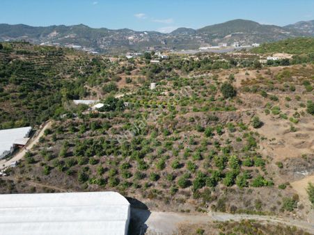 Alanya Toslak'ta Satılık Ekili Dikili Hazır Tarla (avakado Bahçesi)