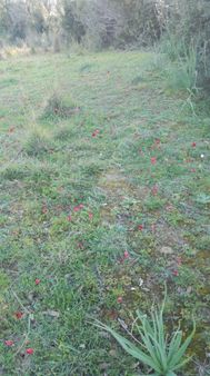 Taşağılda 545m2satılık Villa Arsası 3300000tl