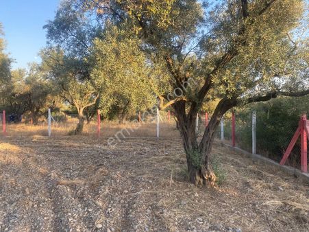 Kaya Emlak'tan Kemalpaşa Sütçüler Bölgesinde Acil Satılık 512m2 Bahçe