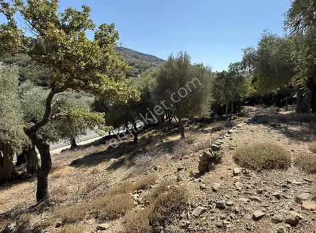 Nostalji Emlaktan Tepeköy Mevkiinde Satılık Zeytinlik