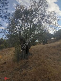 Sağancıda Yatırımlık Köye Çok Yakın Zeytinlik