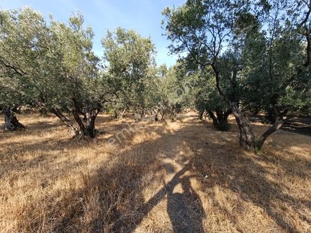 Balıkesir Erdek Narlı Mah. 1.230 M2 Satılık Zeytinlik Ve Bahçe Denize Yakın Merkezi Konumda