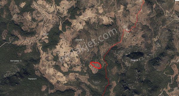 Dağpınar’da Deniz Manzaralı Zeytinlik