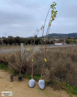 Çamlıcada Fırsat Bahçe