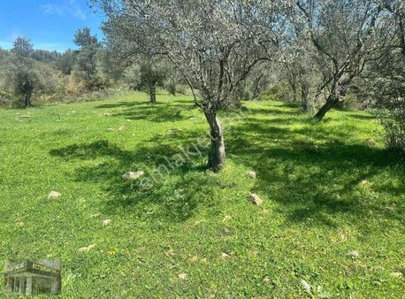 Ayvalık Şirinkent Mevkii Sahile 700m Mesafe Zeytinlik