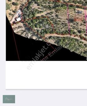 Marina Emlak'tan Bodrum Gürece De Satılık Zeytinli Tarla Hissesi