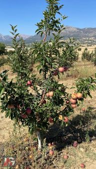 Elmalı Hacımusalarda 5079m2 Müstakil Tapu