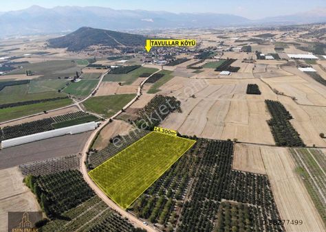 Elmalı Merkeze Yakın Lokasyonda Satılık 14.300m² Yetişkin Elma Bahçesi
