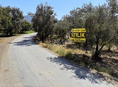 Asfalt Yol Kıyısında Mükemmel Konumda Kupon Zeytinlik