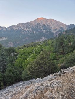 Yayla Kuzdere Otlu Çukur 'da Meyve Bahçeli Arazi