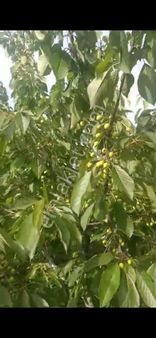 Şendoğan Emlak'tan Mihalıççık Ömerköyde 19.600m2 Kiraz Bahçesi