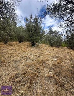 Mudanya Halilbey'de Deniz Manzaralı Satılık Zeytinlik