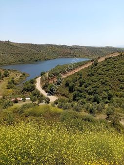 Seferihisar Ulaşmışta İçinde Ev Bulunan 7841 M2 Satılık Tarla