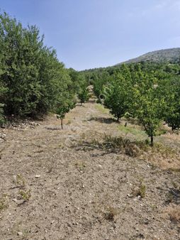 Gelendost Yaka Da Kayısı Bahçesi