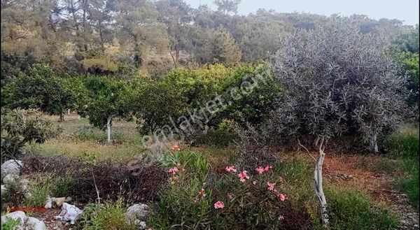 Acil Acil Hacı Sekiler'de 1.590 M2 Satılık Tapulu Tarla