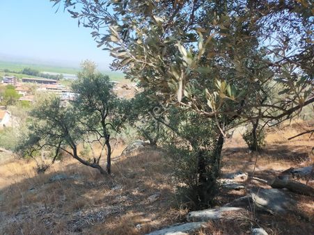 Final Emlak'tan Koçarlı Yeniköyde 6dönüm Zeytinlik