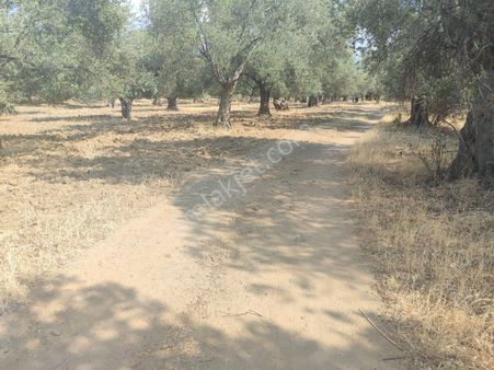 ▇▅gaziilyasta Kadastro Yoluna Cephe 3692m2 Yatırımlık Zeytinlik