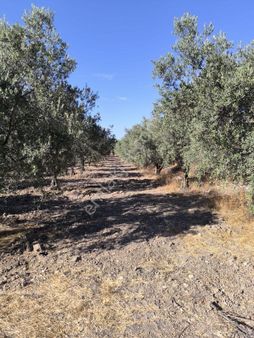 Fiber Emlak'tan Kırkağaç İlyaslar Da Satılık 4.400 M2 Tek Tapu Suyu Olan Zeytinlik