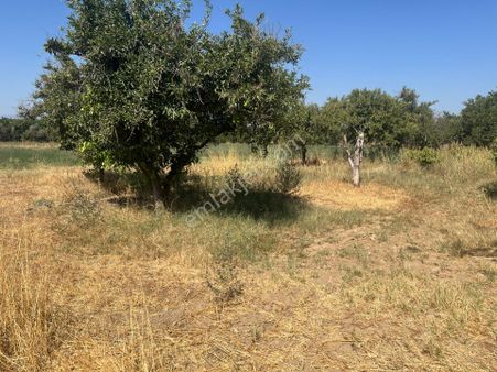 Aydın Nazilli Hamzallıda Satılık Bahçe