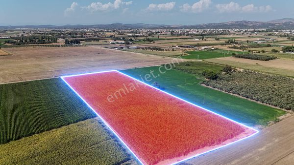 No:10 Gayrimenkul’den Ayvalık Altınova’da, Elektrikli Ve Sulu 16 Dönüm Tarla