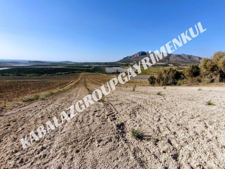 Adana Yüreğir Belören'de 18 Dönüm Zeytin Bahçesi