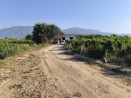 Acil Fiyat Düştü Manisa Horozköy Dericiler Sites Altı 12.000m2 Bağ Ve Tarla 9.900.000tl İ