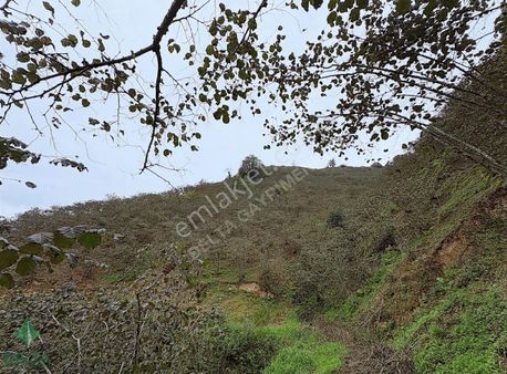 Delta'dan Giresun Merkez Darı Köyü'nde Satılık Fındık Bahçeleri!