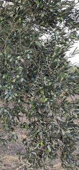 Soma Bayatta 5731 M2 Tek Tapu Hesaplı Zeytinli Tarla Satılıktır