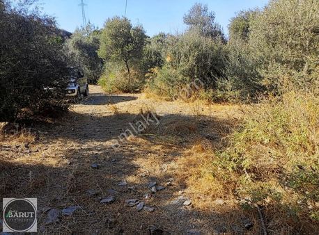 Milas Bafa'da Asfalta İkinci Parsel Düm Düz Zeytinlik