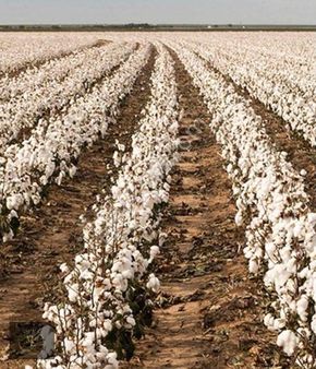 Muhtarım Emlaktan Satılık Yatırımlık Verimli Tarla
