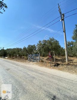 The World Seller'den Çeltikçi Yolunda İmarın Dibinde Zeytinlik