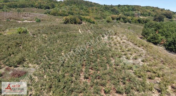 Denize Yakın Bölge Antaplı'da 879 M2 Yetişkin Fındık Bahçesi