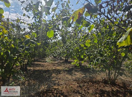 Denize Yakın Bölge Antaplı'da 437 M2 Yetişkin Fındık Bahçesi