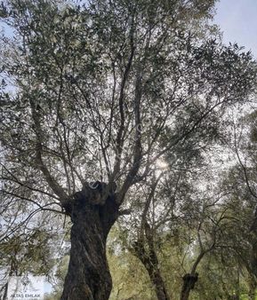 Milas Kandak Zeytinlik 2250m2 Satılıktır