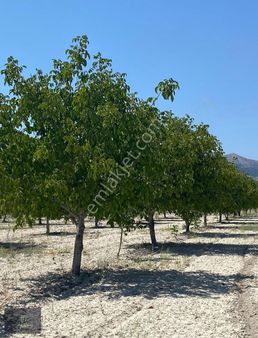 Satılık 6 Yaşında Verimli Ceviz Bahçesi 6150 M²