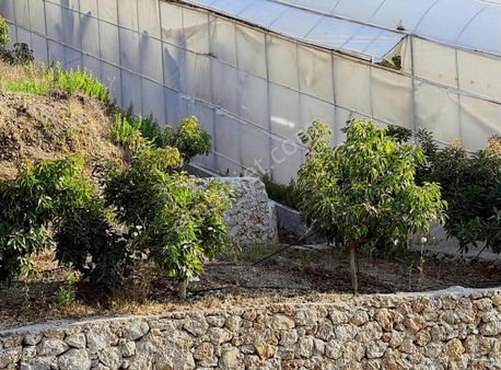 Alanya Kargıcak 500 M2 Arsa