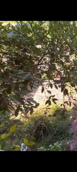 Nazilli Cumhuriyet Mah 2+1ayrı Mutfak Doğalgazlı Satılık Daire