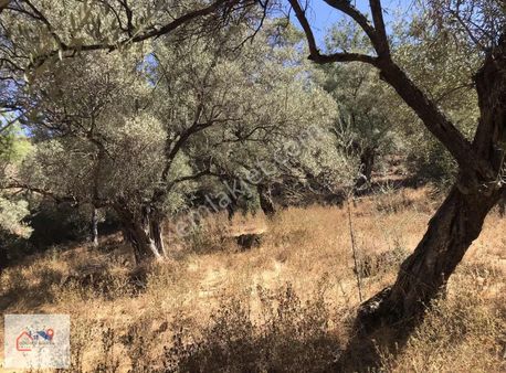 Milas Karşıyaka Satılık Zeytinlik Gökhan Alkaya'dan