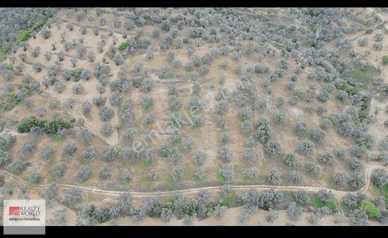 Rw Nefes'ten Pelitköy'de 10 Dönüm Yüksek Verimli Zeytinlik