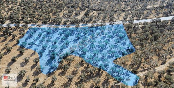 Rw Nefes' Ten Pelitköy' De Tesis Yapmaya Uygun Zeytinlik