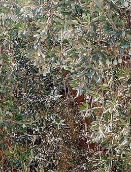 Muğla Esençay Mah Zeytinlik