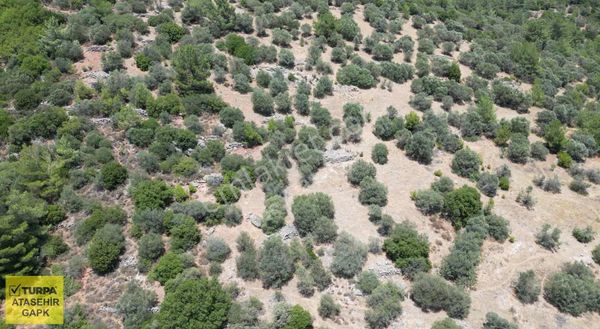 Torbalı Dağkızılca'da 19 Dönüm Zeytinlik