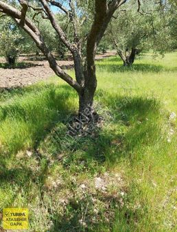 Manisa Saruhanlı'da 4725m² Yolu Açık 41 Zeytin Ağaçlı Tarla