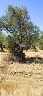 Satılık Zeytinlik – Ayvalık / Gazikemalpaşa (ada 730, Parsel 59)